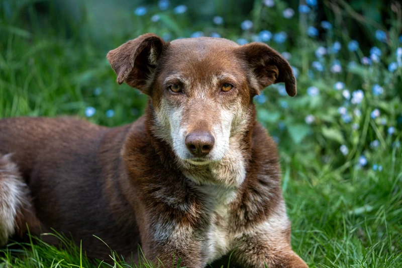 Choco liegt im Gras und blickt direkt in die Kamera