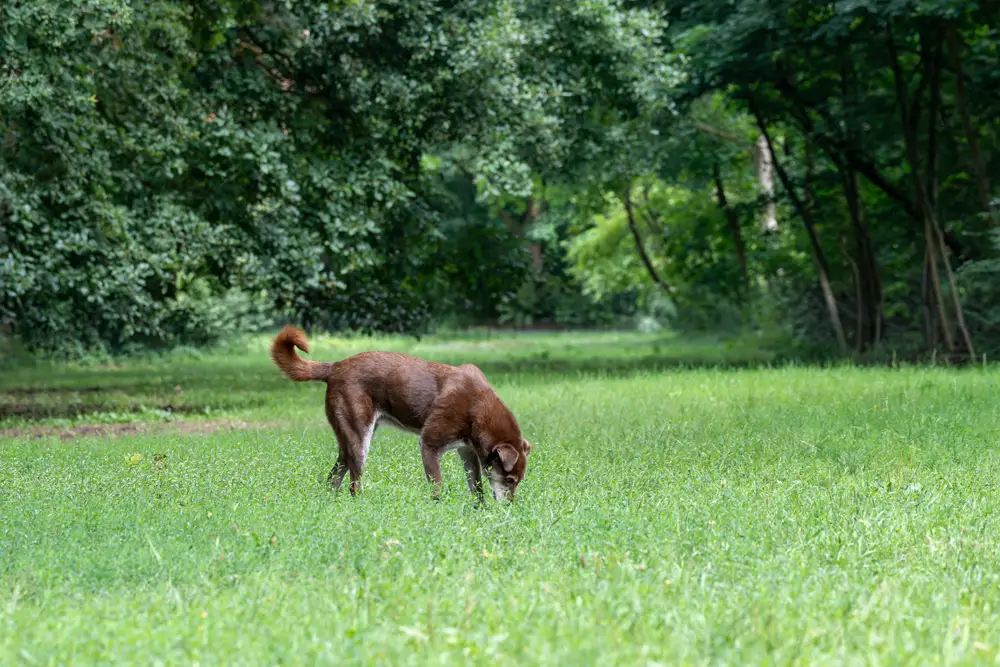 Choco, ein Tierschutzhund aus Rumänien, schnüffelt im Gras.