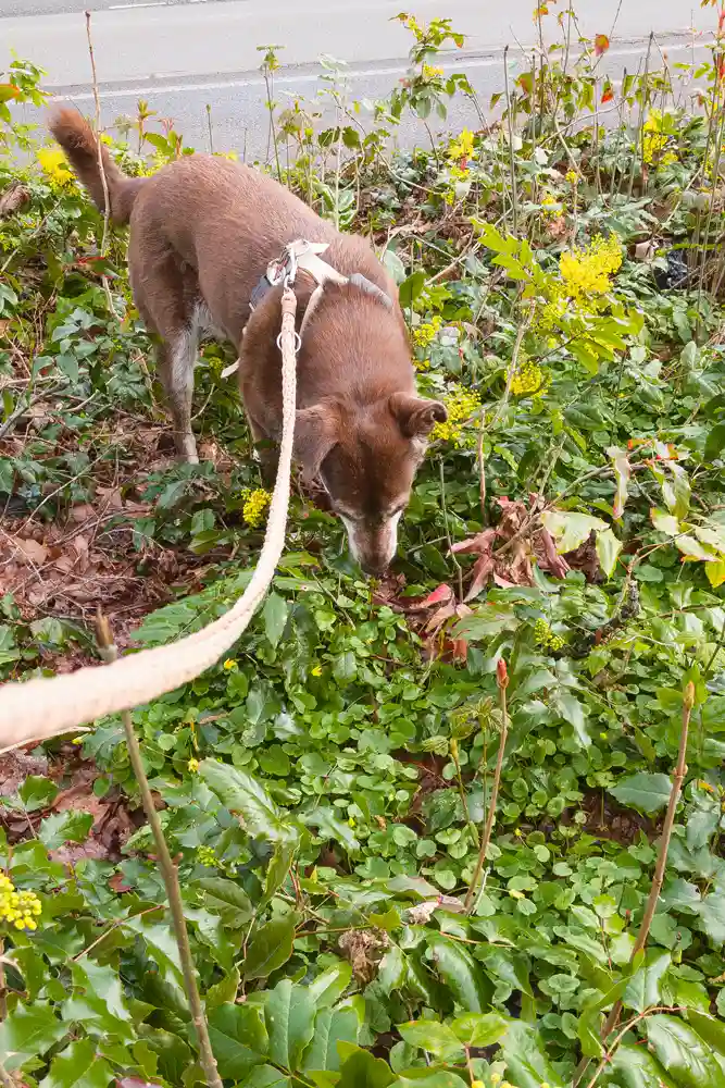 Tierschutzhund Choco ist auf der Suche nach dem perfekten Platz für ihr großes Geschäft