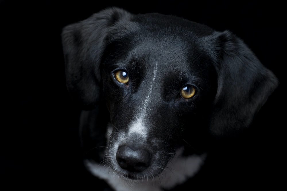 Mona ist ein Hund aus dem Tierschutz mit einem ganz speziellen Blick