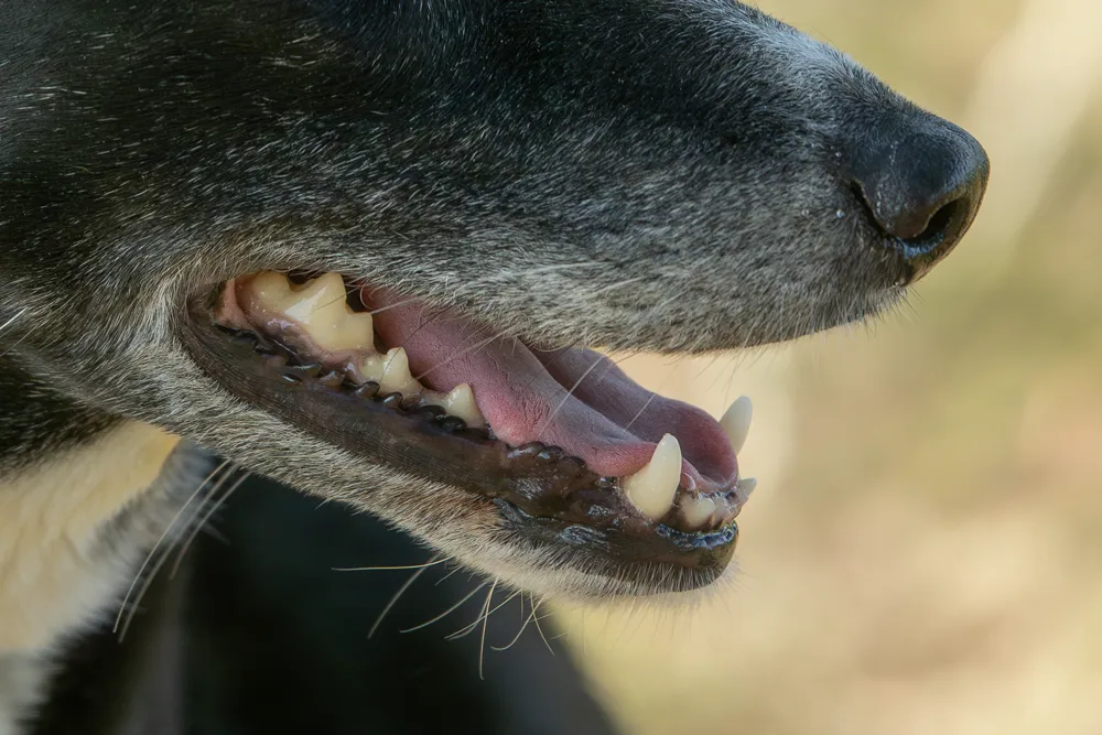Zahnputzflocken sorgen für gesunde Zähne beim Hund.
