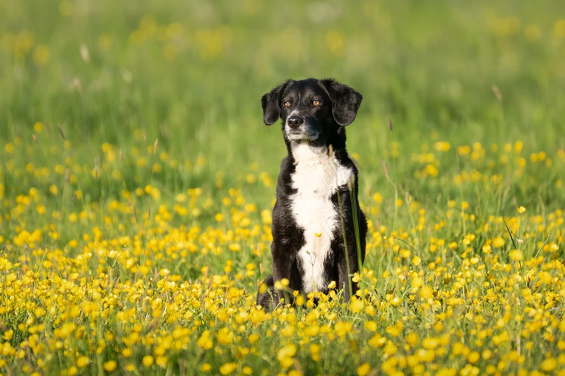 Mona sitzt in einem Feld von Butterblumen