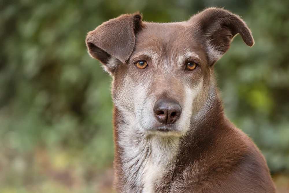Tierschutzhund Choco blickt direkt in die Kamera.