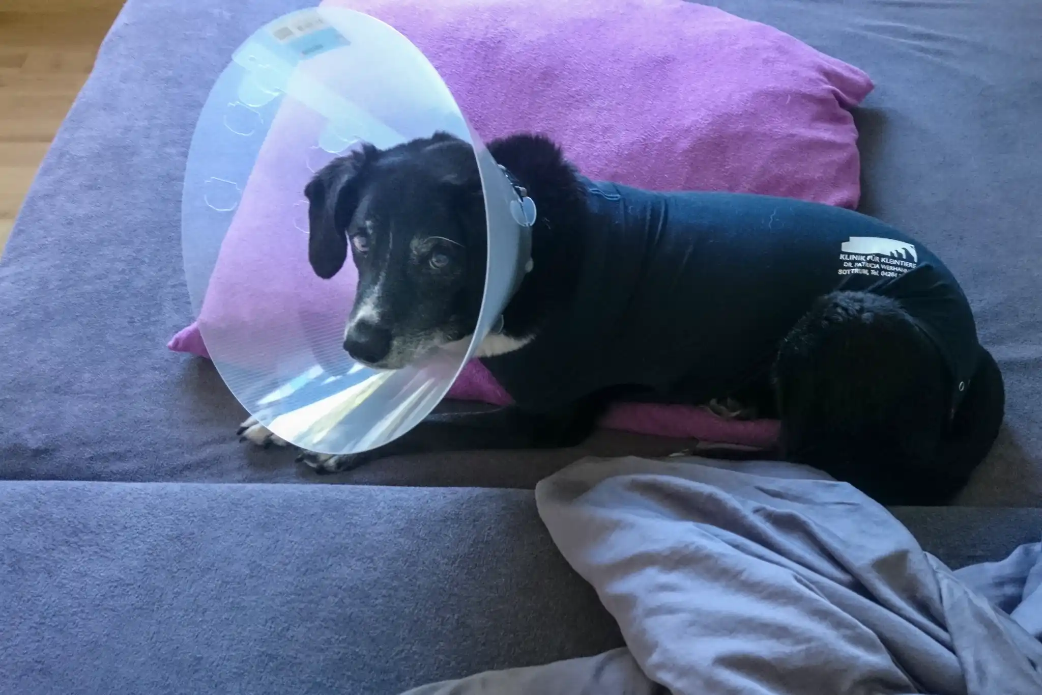 Mona mit Halskragen nach der OP auf dem Bett