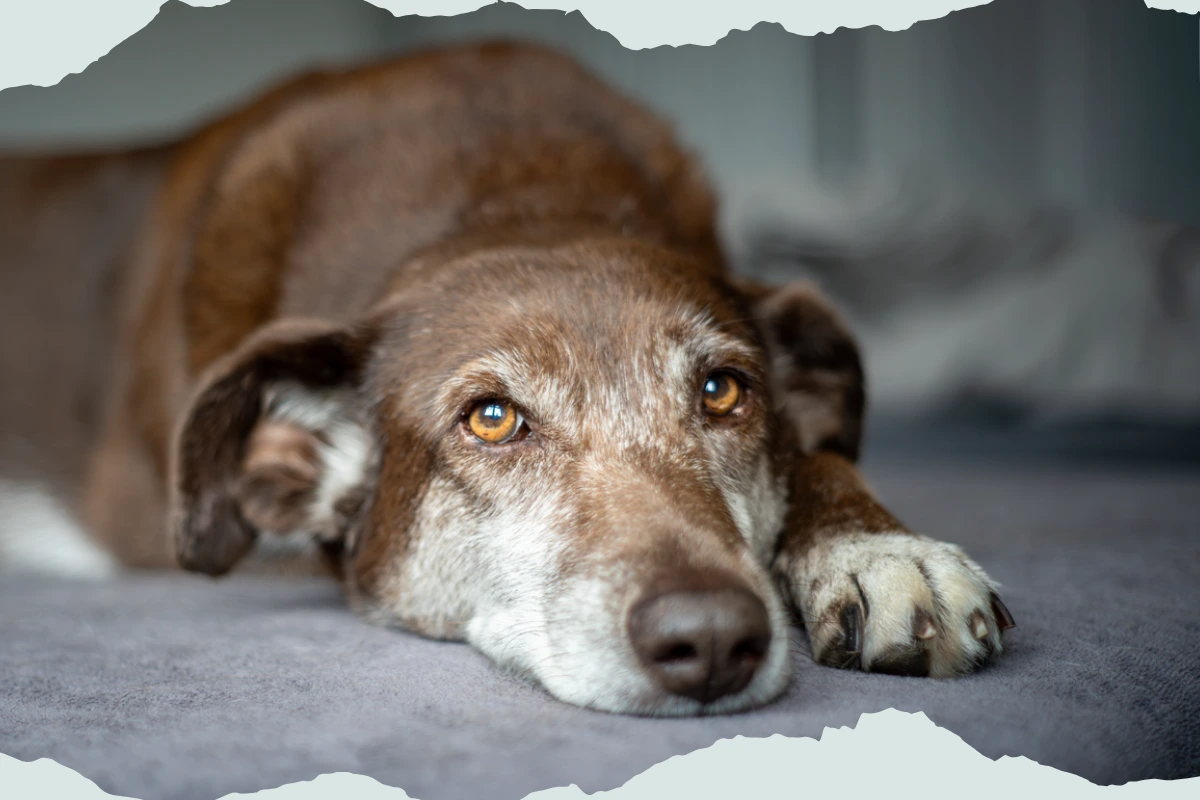 Choco wurde aus dem Tierschutz in Rumänien adoptiert.