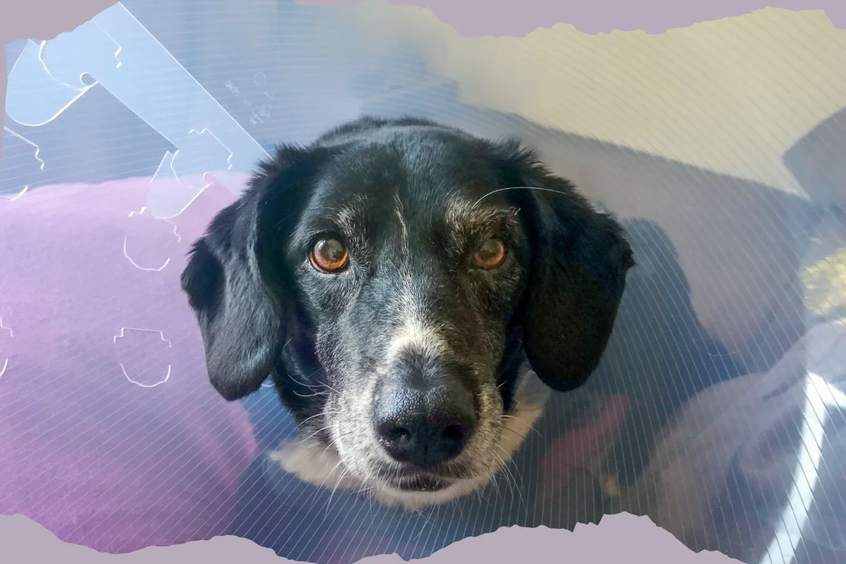 Mona, schwarzer Mischlingshund, blickt nach einer Operation in die Kamera