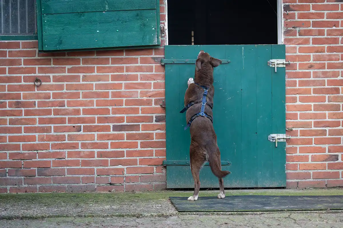 Choco erkundet den Pferdehof