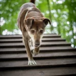 Heidhofer Hunderunde: Hündin Choco läuft die A-Wand hinunter, Station 11