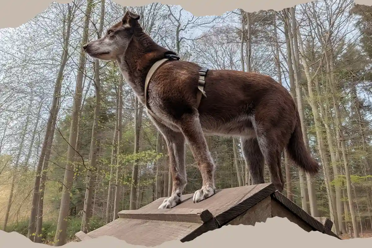 Heidhofer Hunderunde: Tierschutzhündin Choco auf der A-Wand