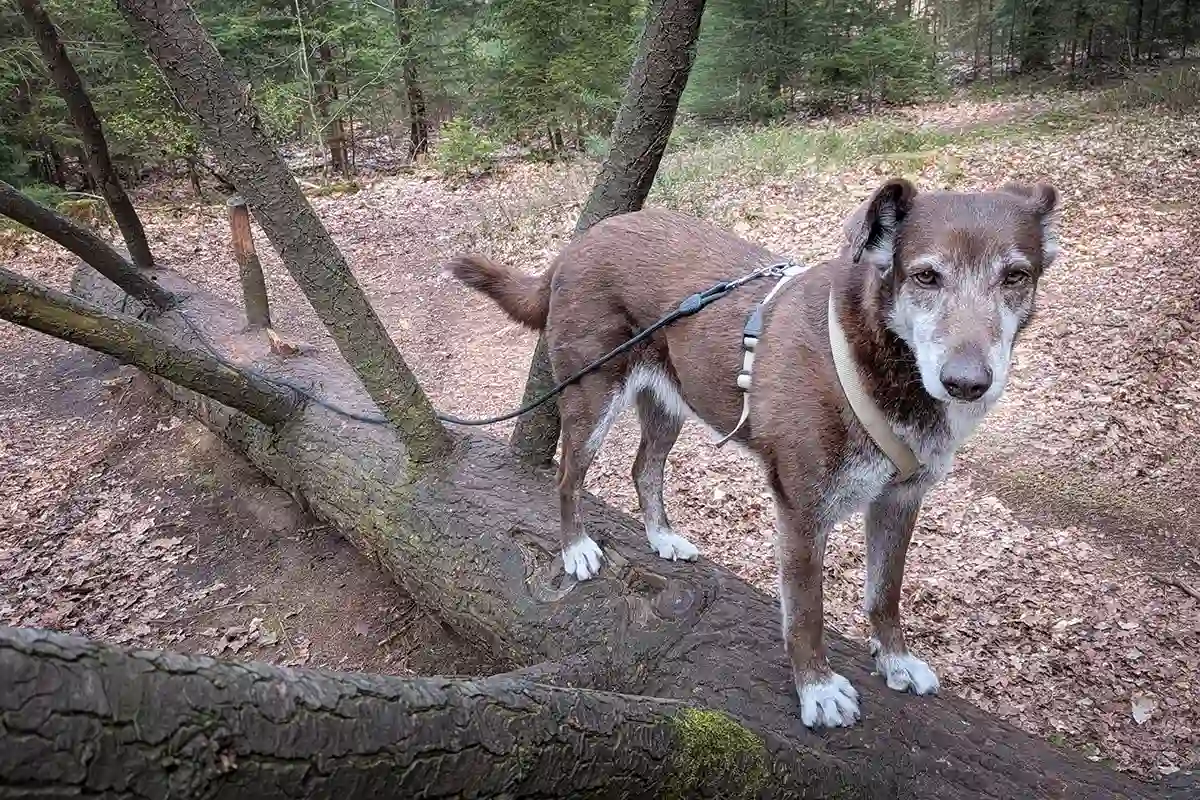 Tierschutzhündin Choco balanciert auf einem Baumstamm auf der Heidhofer Hunderunde