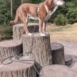 Heidhofer Hunderunde: Hündin Choco posiert auf dem Stufenhügel, Station 6