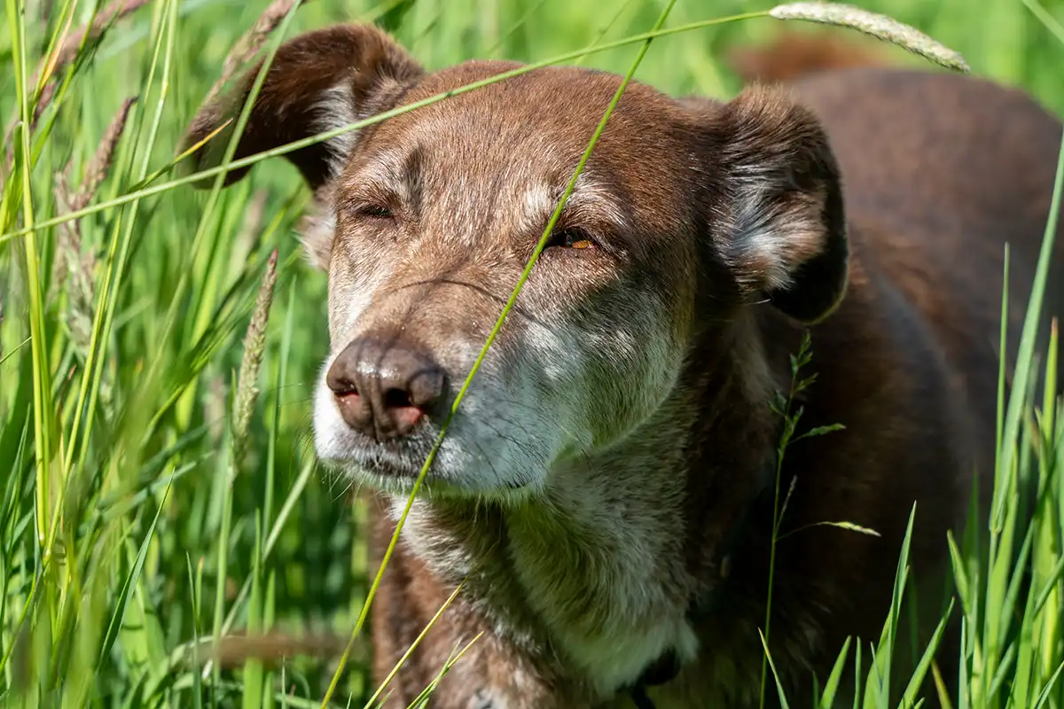 Tierschutzhündin Choco im hohen Gras