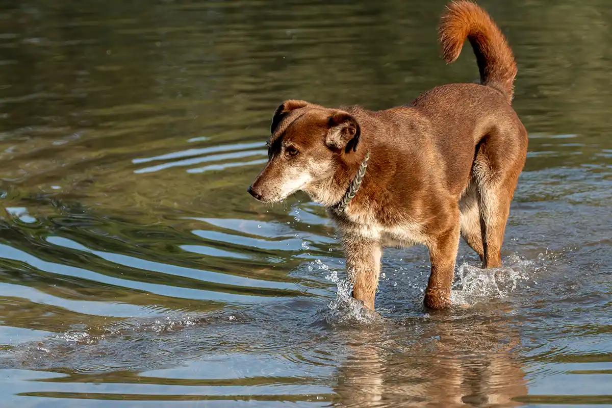 Mischlingshündin Choco badet im See
