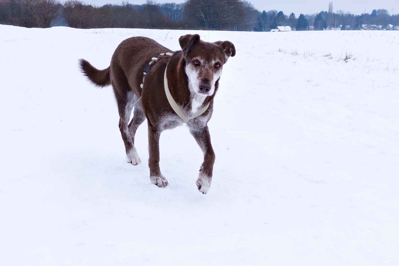 Tierschutzhündin mit Herzerkrankung trabt entspannt durch den Schnee