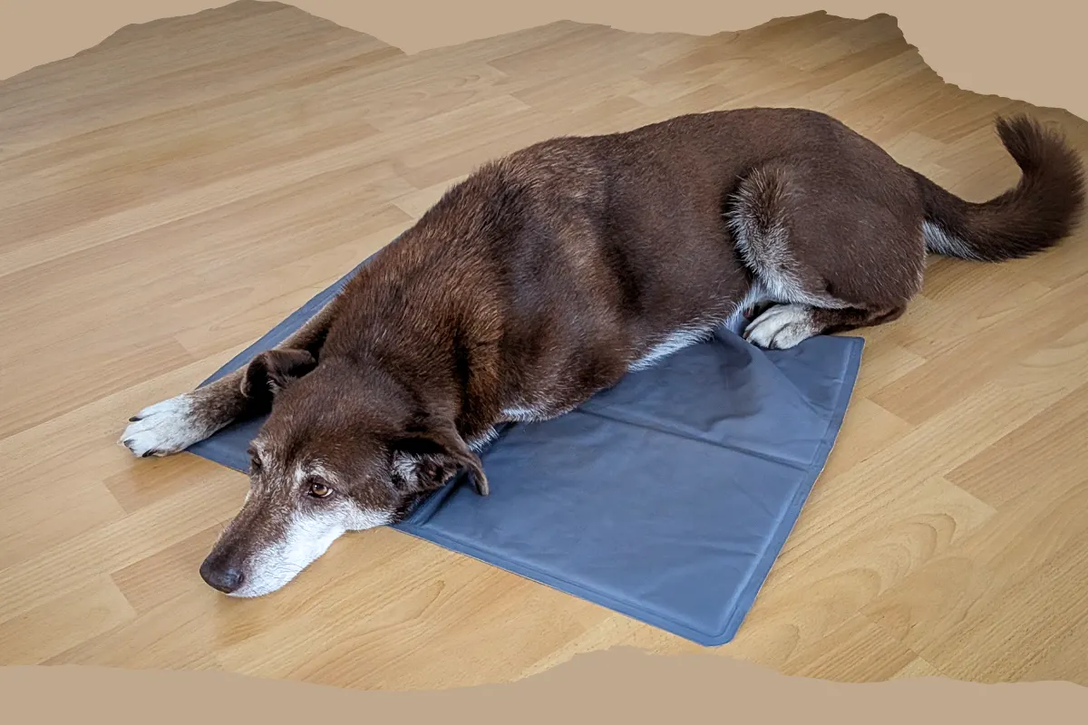 Hündin Choco liegt auf einer Kühlmatte für Hunde