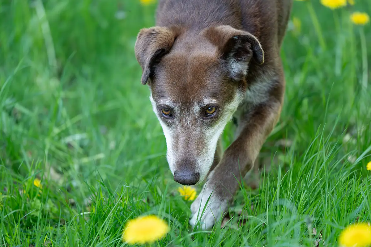 Mit ausreichendem Zeckenschutz für Hunde kann Choco unbedenklich durch die Löwenzahn-Wiese stöbern.