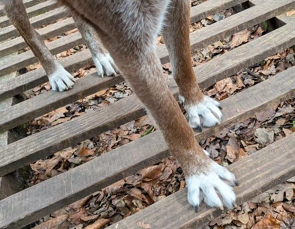 Heidhofer Hunderunde: Choco geht vorsichtig über die Holzlatten