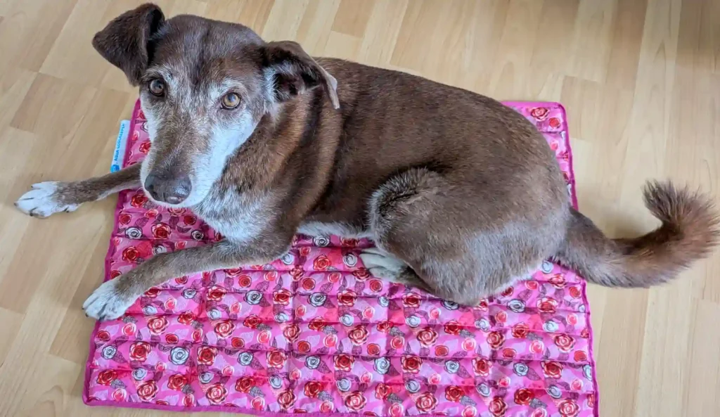 Hündin Choco liegt auf einer Kühlmatte mit Rosen-Muster und blickt direkt in die Kamera