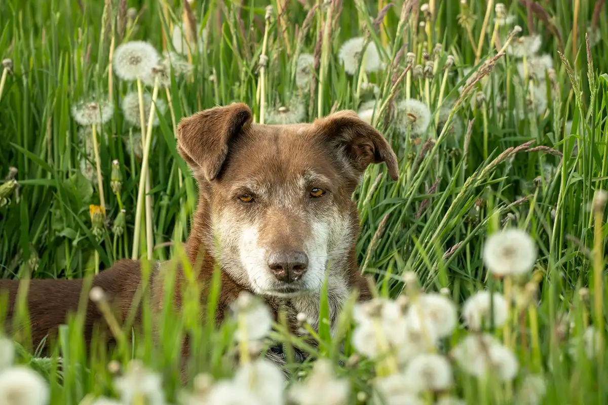 Tierschutzhündin Choco in einer Pusteblumen-Wiese im Sommer