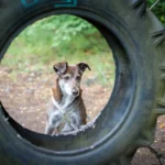 Heidhofer Hunderunde: Hündin Choco sitzt vor einem großen Reifen, dem Durchsprung, Station 7