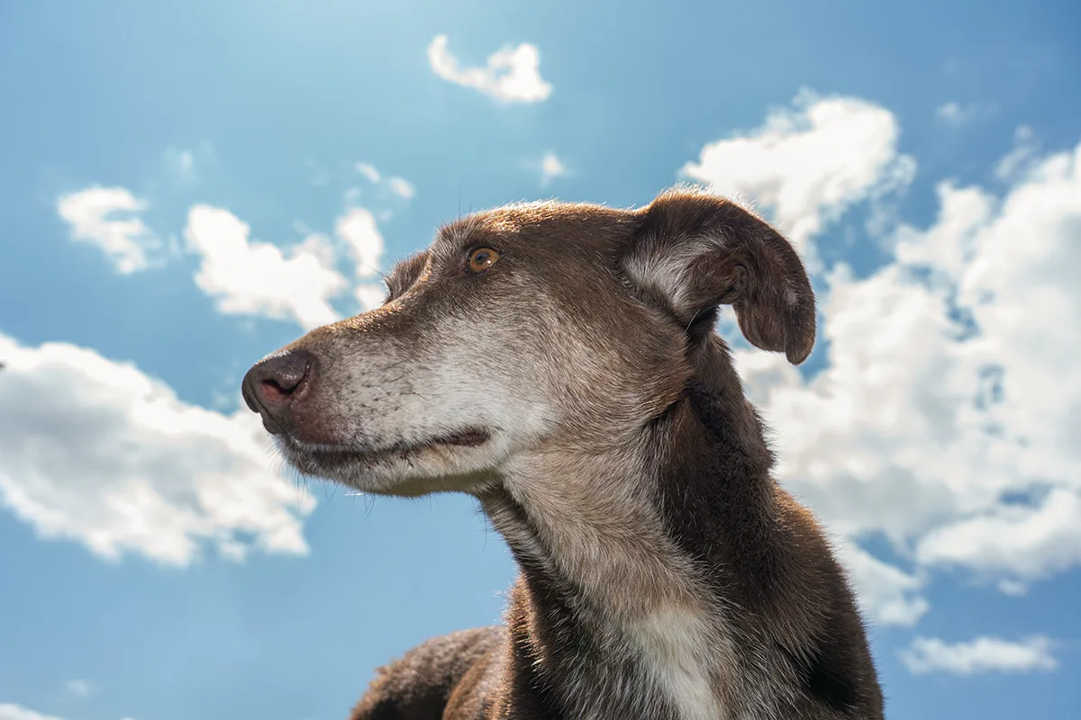 Sommer-Hitze: Hund Choco vor dem Sommer-Himmel