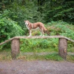 Heidhofer Hunderunde: Hündin Choco steht auf dem Steg, Station 1