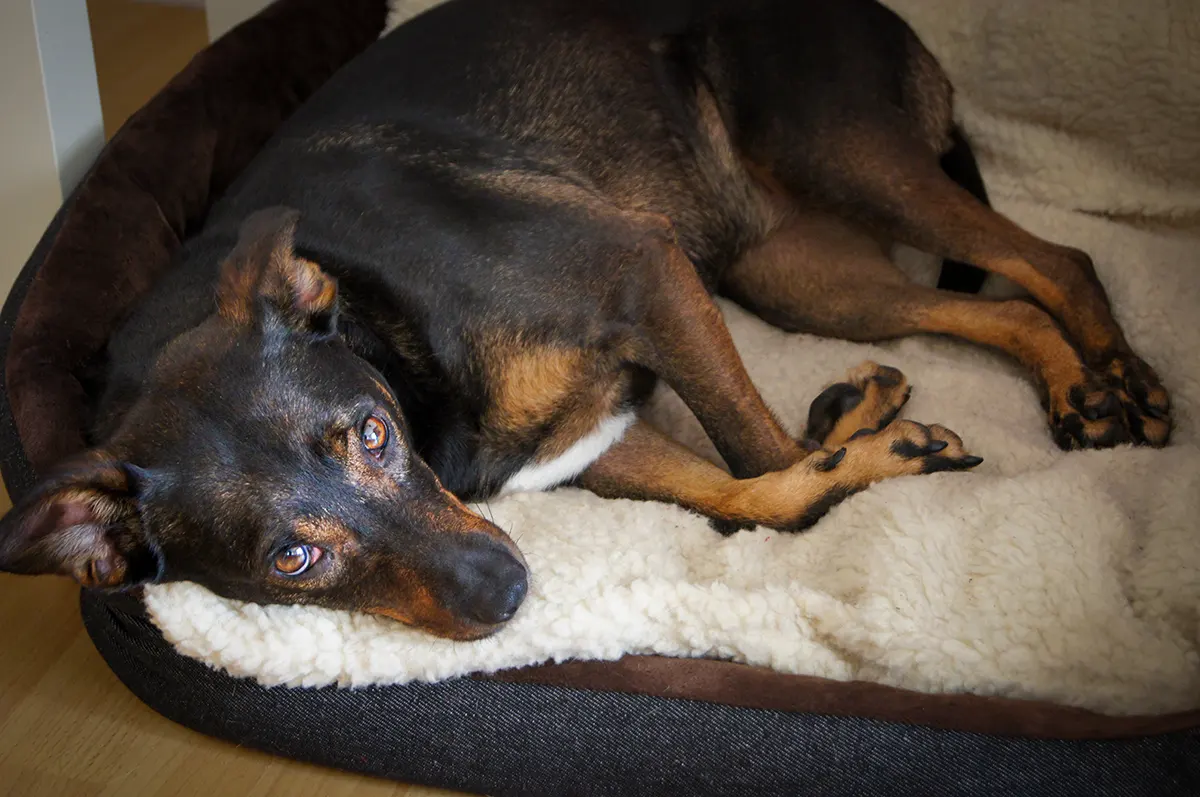 Cindy liegt entspannt in ihrem Hundebett