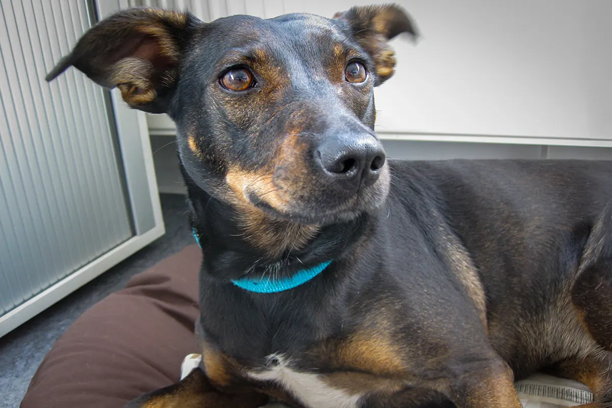 Cindy in ihrem Hundebett im Büro