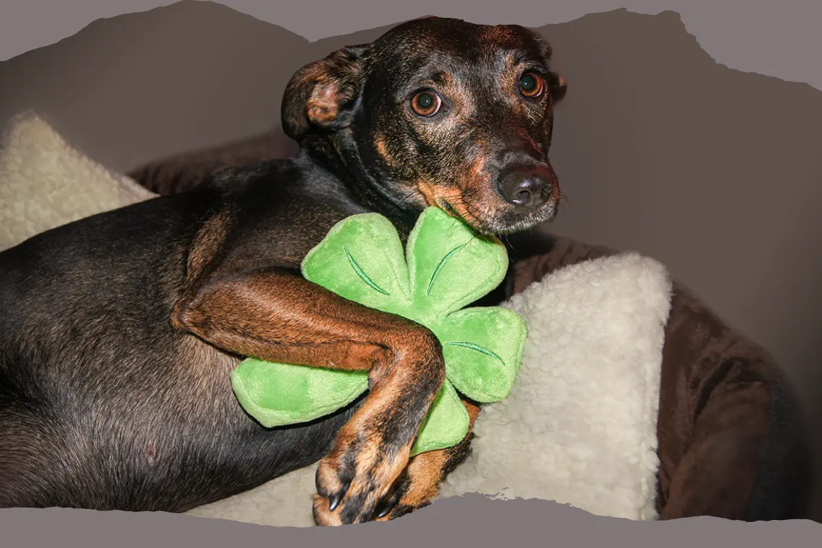 Die Mischlingshündin Cindy liegt im Hundebett und blickt in die Kamera. Sie ist die erste Hündin, die mein Herz eroberte.