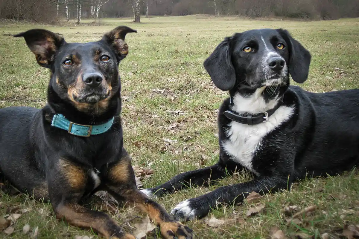 Cindy und Mona liegen im Gras