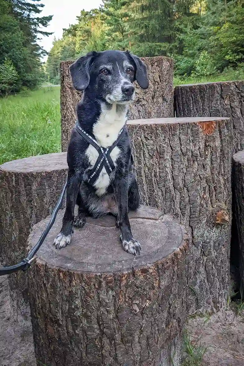 Die griechische Tierschutzhündin Mona auf dem Stufenhügel der Heidhofer Hunderunde