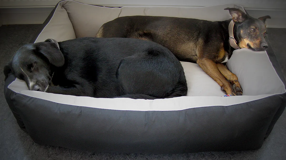 Mona und Cindy liegen zusammen im Hundebett im Büro