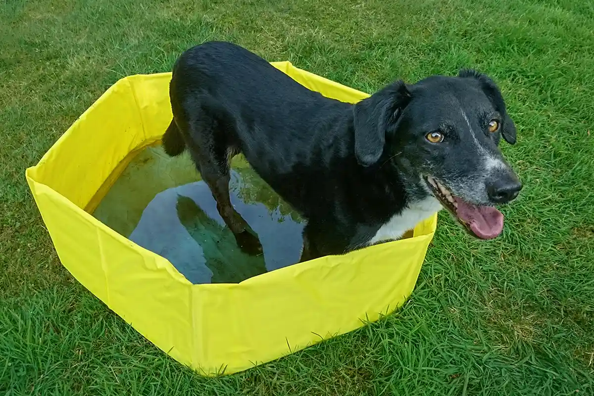 Mischlingshund Mona kühlt sich im Planschbecken von der Sommer-Hitze ab