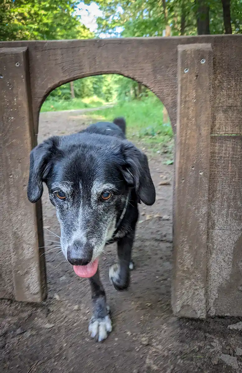 Mischlingshündin Mona geht durch ein kleines Tor auf der Heidhofer Hunderunde