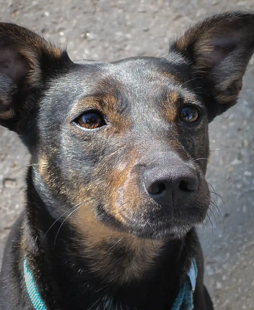 Porträt von Pinscher-Mix Cindy, die erste Hündin, die mein Herz eroberte.