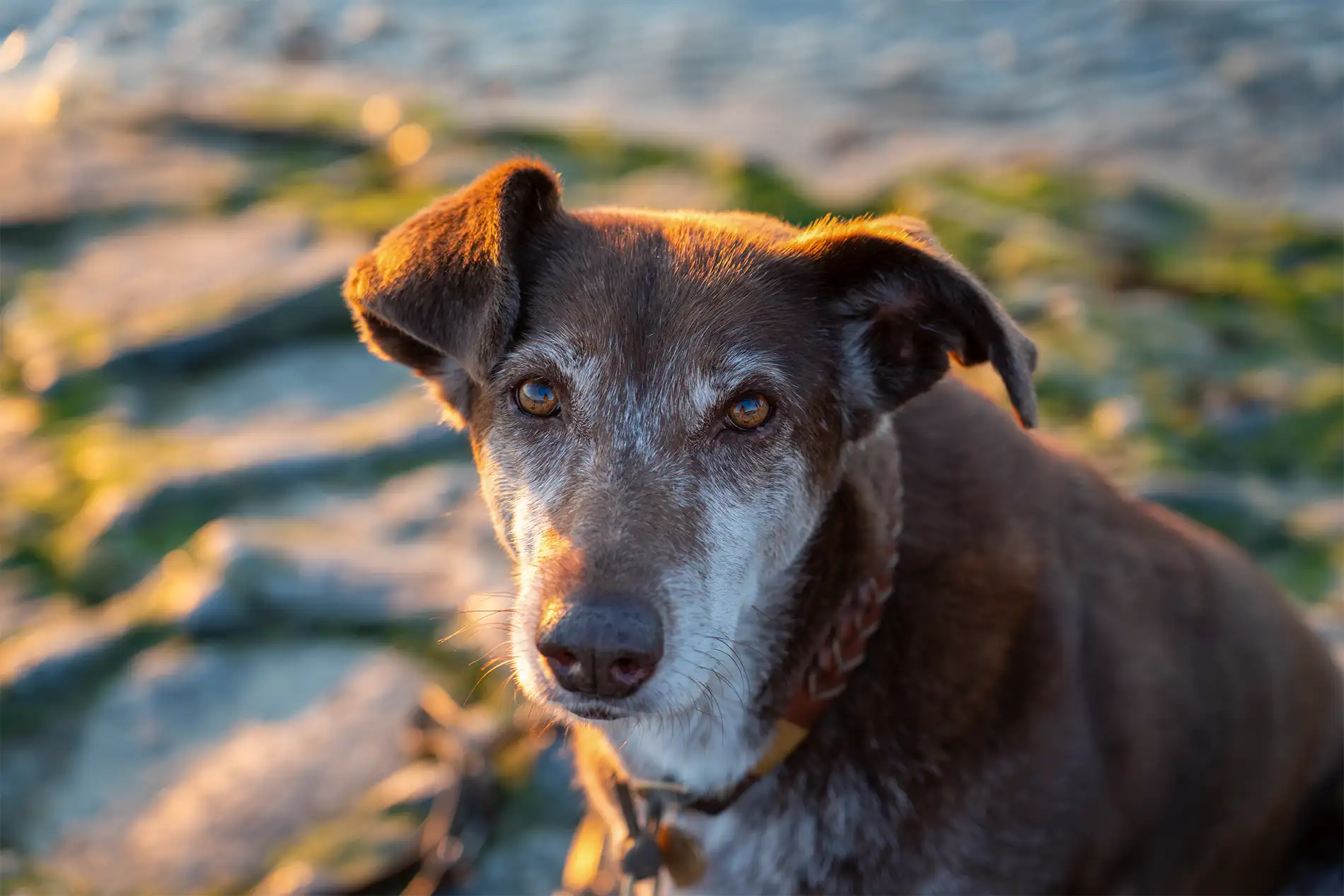Hündin Choco im Sonnenuntergang am Sahlenburger Strand, aufgenommen auf einer Buhne