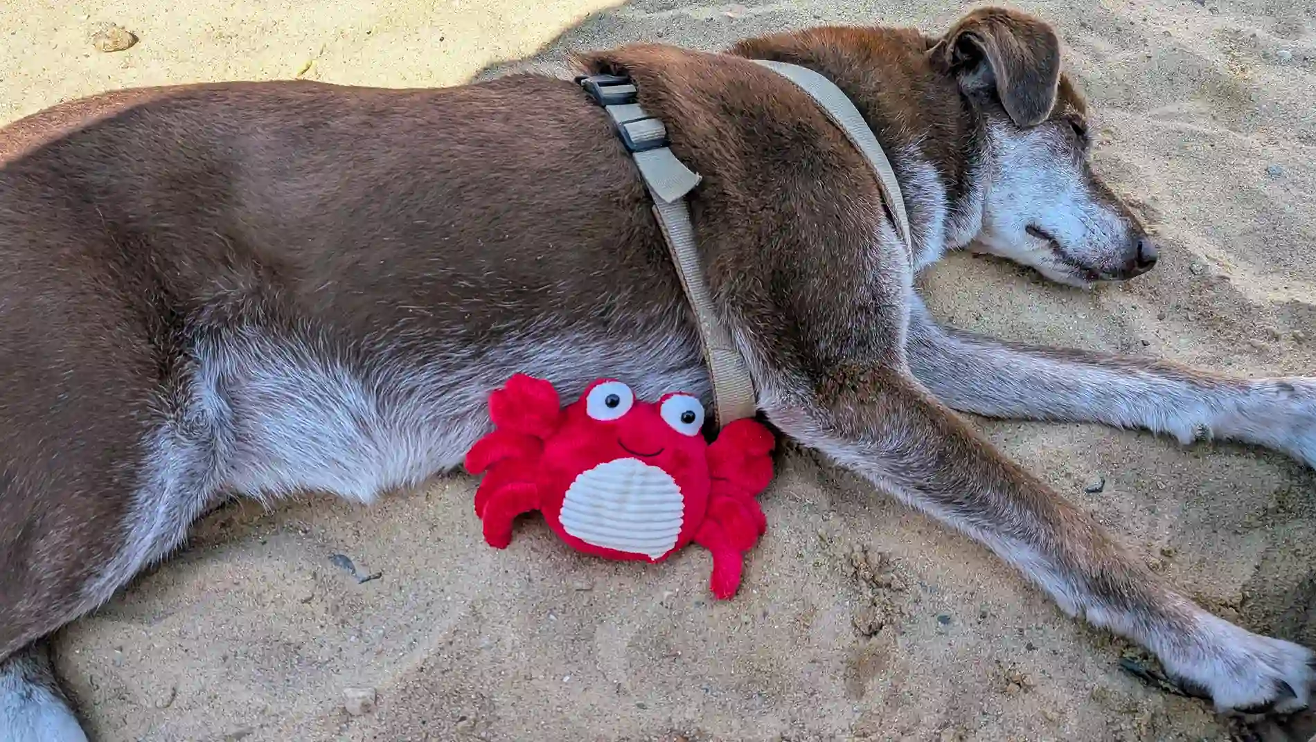 Hündin Choco liegt entspannt im Sand mit ihrem Krebs-Kuscheltier