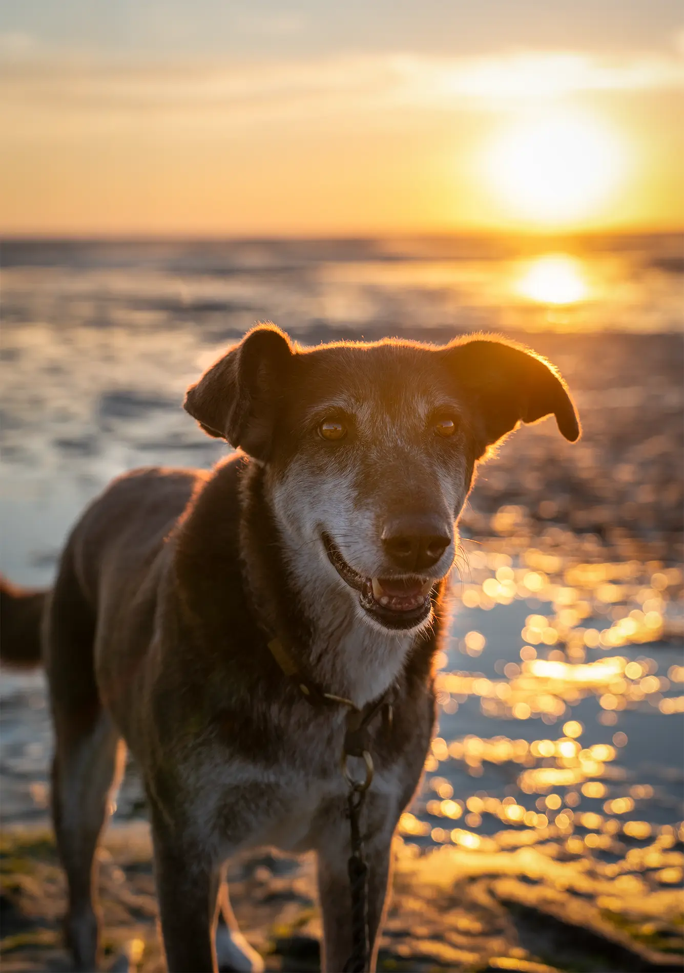 Hündin Choco in goldenes Licht getaucht vor dem Sonnenuntergang über dem Watt