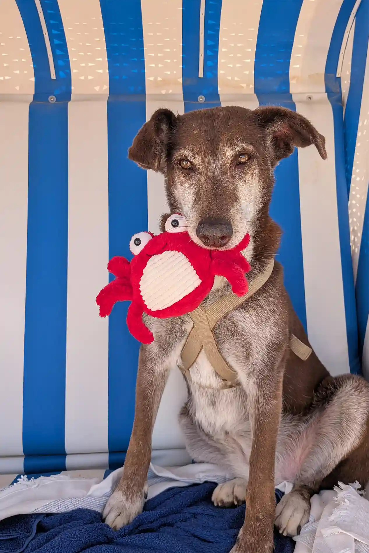 Hündin Choco mit Krebs-Kuscheltier im Strandkorb am Hundestrand Sahlenburg