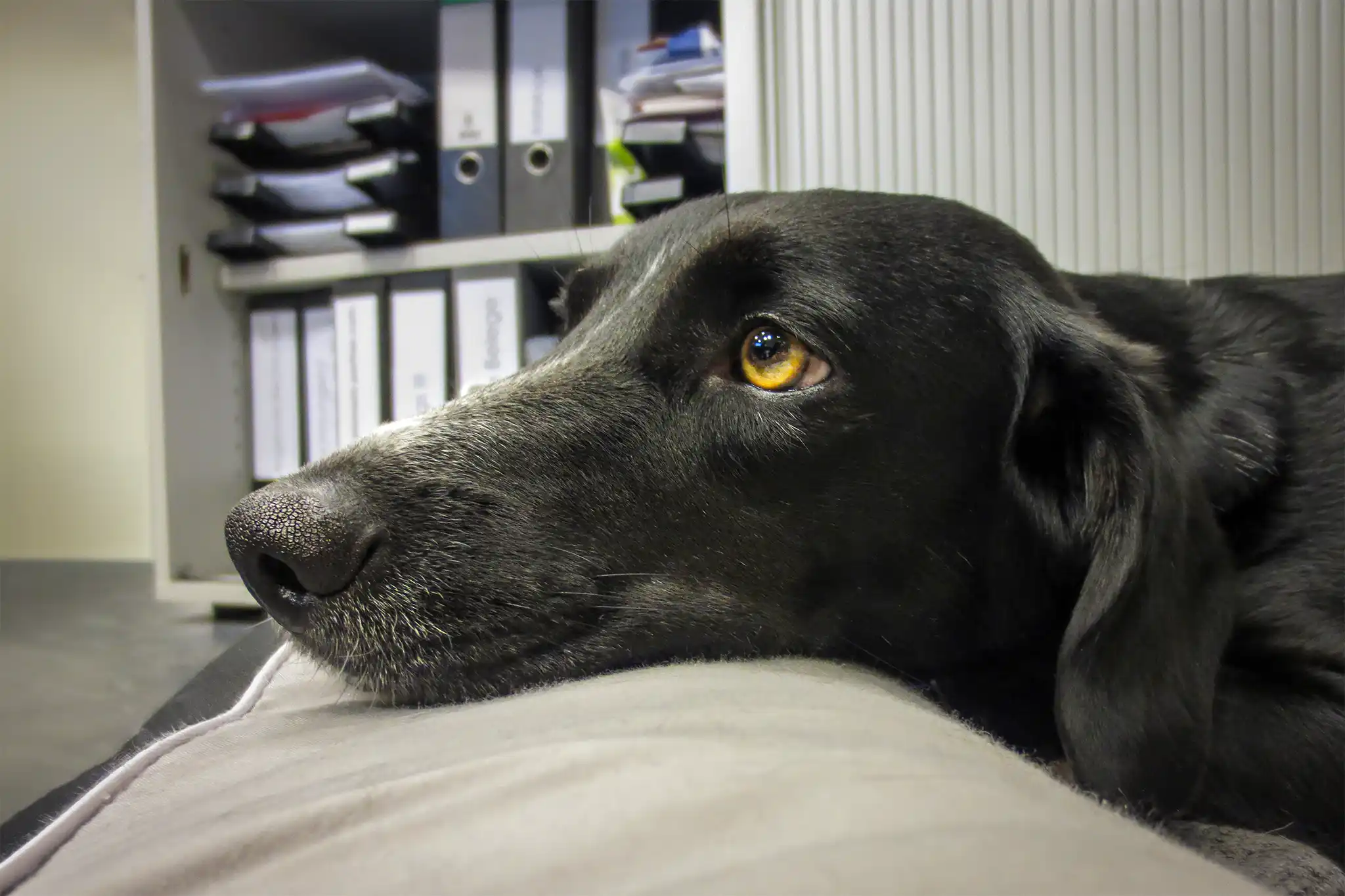 Seitenansicht, wie Hündin Mona im Hundebett liegt, im Hintergrund ein Aktenschrank